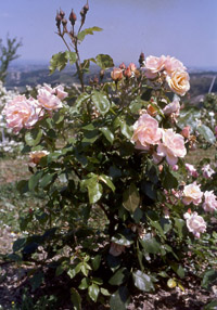 Centenaire de Lourdes