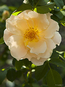 Fiore di rosa Goldbush