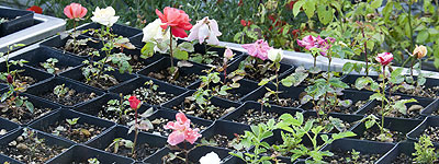 Nuove Rose ottenute da seme presso il Museo della Rosa Antica