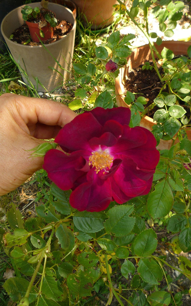 La rosa di Rosa