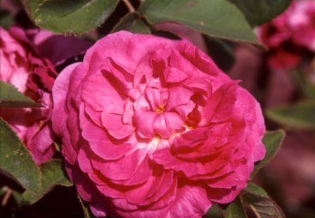 Rose du Roi