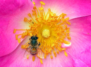 Insetto su Rosa Complicata