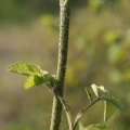 Botzaris