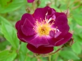 Violette