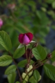 Violette