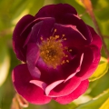 Violette