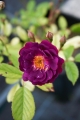 Violette