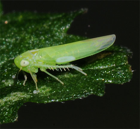 Typhlocyba rosae (cortesia di insectoid.info)