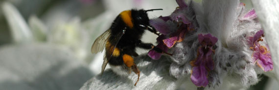 Bombo su Stackys Lanata