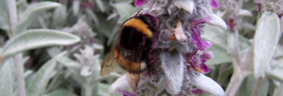 Bombo su Stackys Lanata
