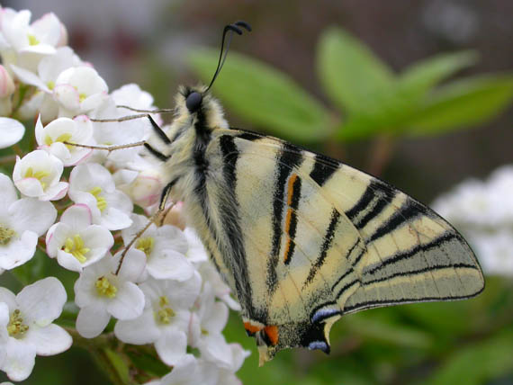 Insetti e rose-farfalla
