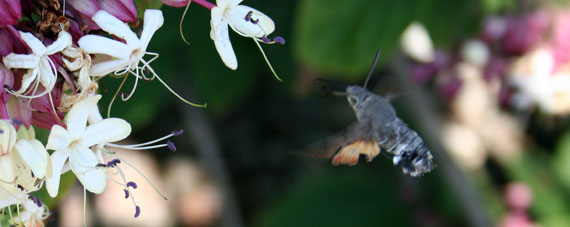 La Sfinge del gallio (Macroglossum stellatarum Linnaeus, 1758)