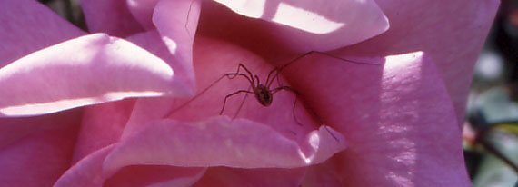 Insetto da identificare n.2