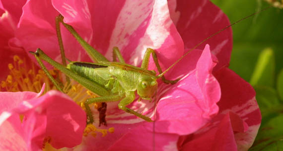 Insetto da identificare n.4