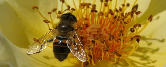 Insetto da identificare n.5