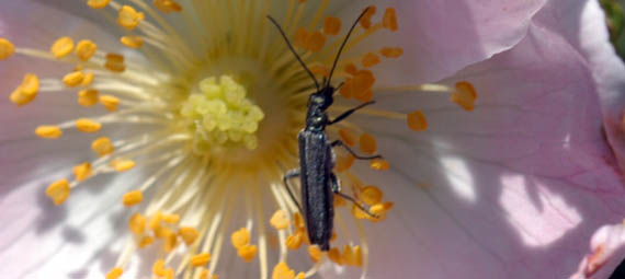 Insetto da identificare n.6