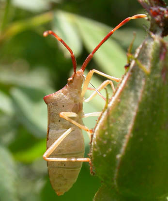 Insetto da identificare n.7