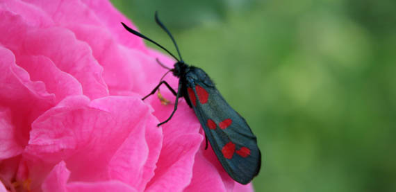 Insetto da identificare n.9