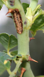 Bruchi O Argidi Delle Rose