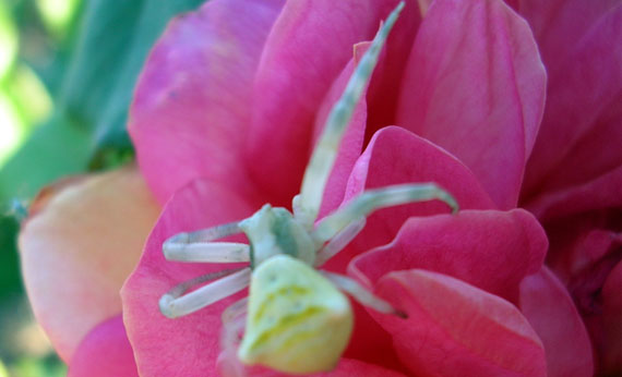 Misumena vatia