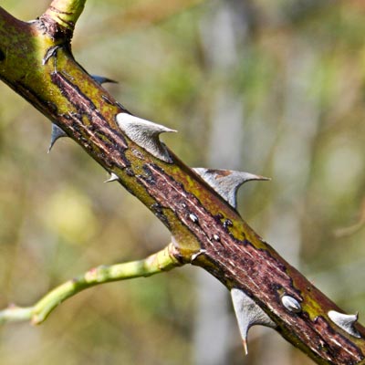 Cancro in un ramo di Herbstfeuer
