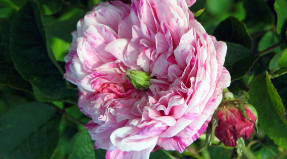 Anomalia su Rosa Georges Vibert