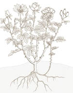 Riproduzione-anatomia_rosa