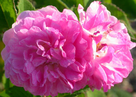 Riproduzione-rosa_multiflora_grevillei