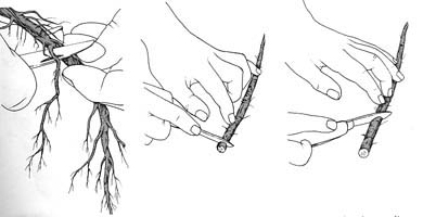 Riproduzione-talea_radice