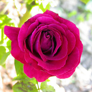 Souvenir du Docteur Jamain