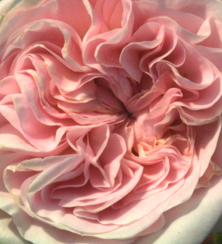 Rosa Cuisse de Nyphe