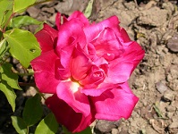 Serramazzoni Città delle Rose