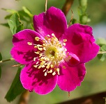 Serramazzoni Città delle Rose