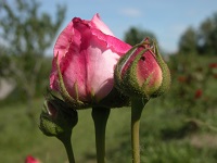 Serramazzoni Città delle Rose 