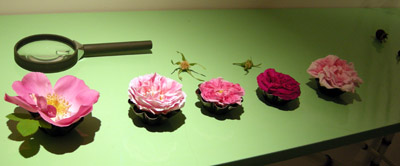 I fiori visti sotto la lente di ingrandimento