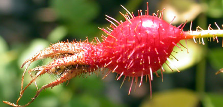 Cinorrodo di Rosa fedtshenkoana