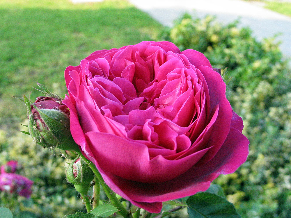 Fiore con bocciolo di rosa di Carlo2
