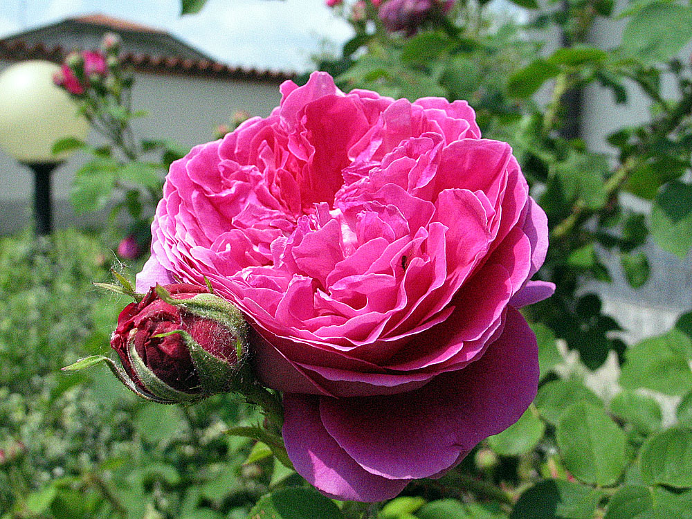 Bocciolo con fiore di rosa di Carlo2