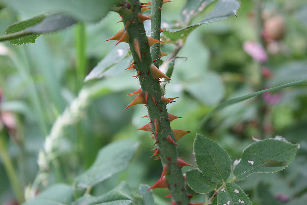 Ramo di rosa di Carlo2
