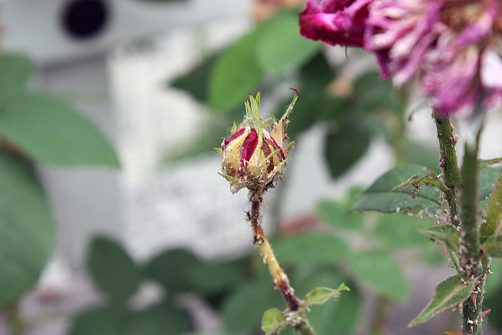 Bocciolo di rosa di Carlo2