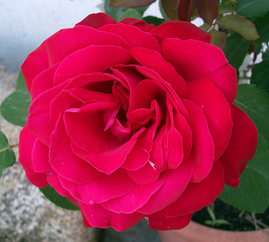 Rosa Lisa 100 2474