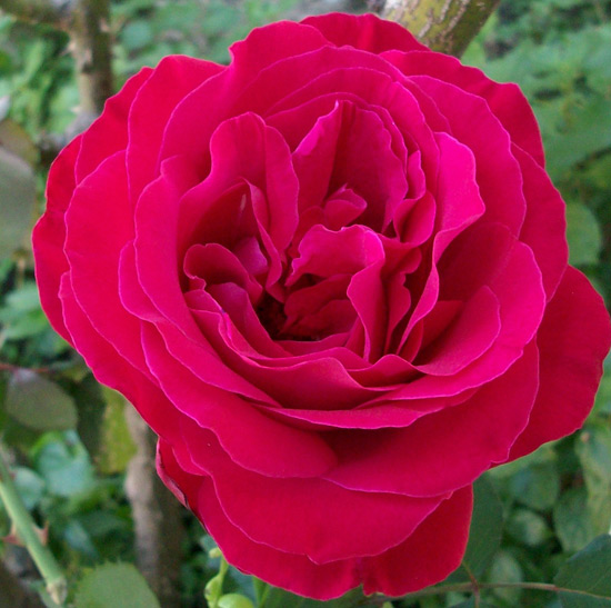 Rosa Lisa 100 4763