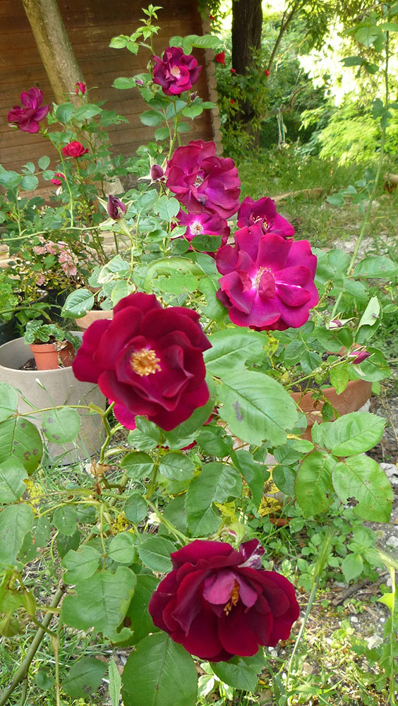 La rosa di Rosa