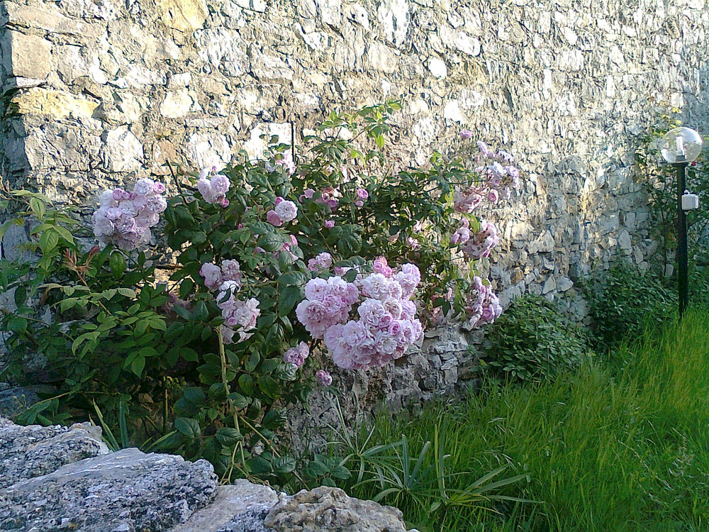 Rosa Carmelita Rosa Carmelita
