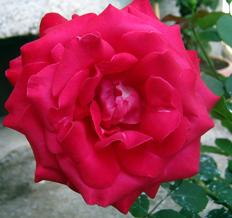 La rosa di Sofia 2