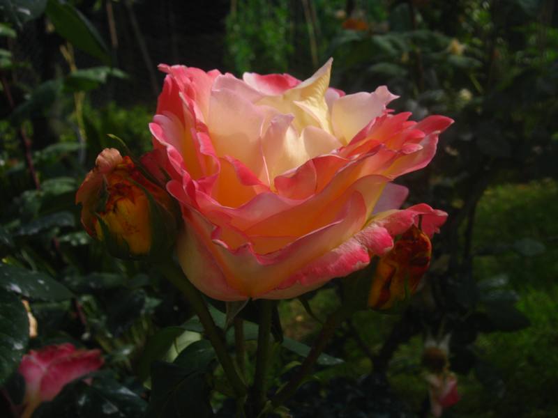 La Rosa di Sofia 3