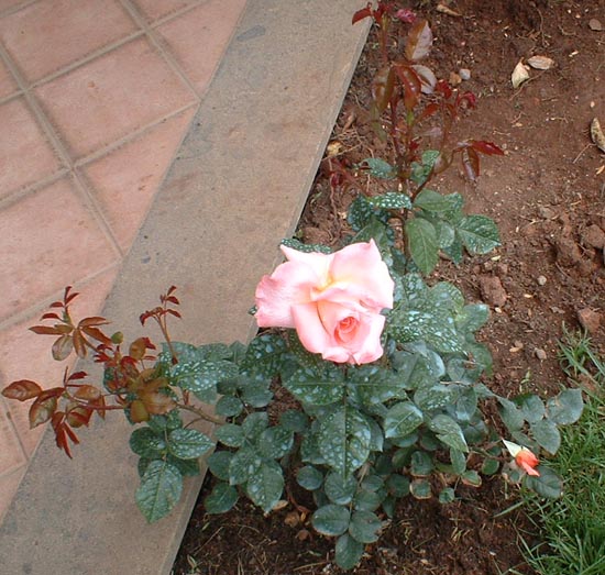 carlo alvaro rosa1 1