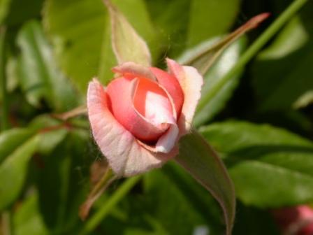 Bocciolo di Rosa Rosa, Museo Giardino della Rosa Antica