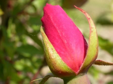 Bocciolo di Rosa