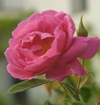Rosa Rosa, Museo Giardino della Rosa Antica
